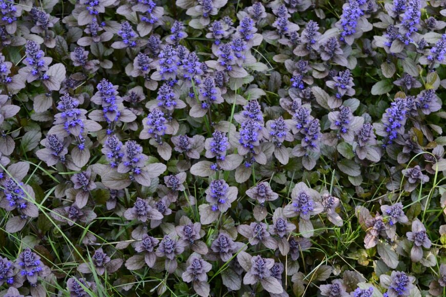 アジュガ。葉はブロンズカラー、花は青紫