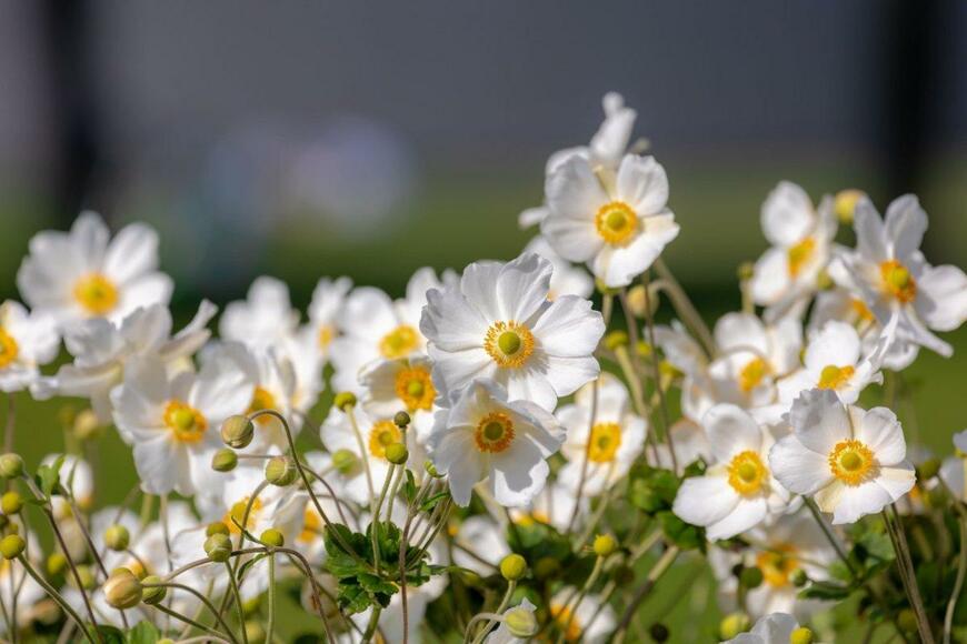 シュウメイギクの花が咲いている。花弁の色は白、中央部は黄色。