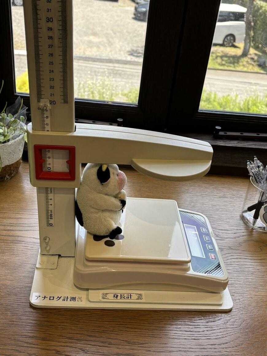 ぬいぐるみの身長測定