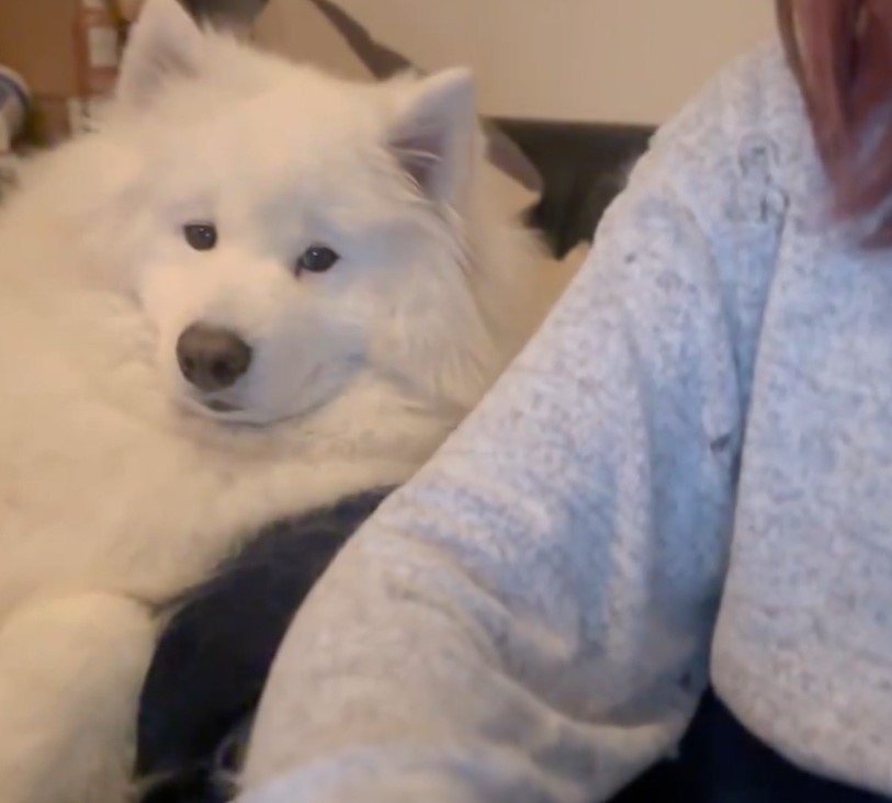 構ってほしいサモエド