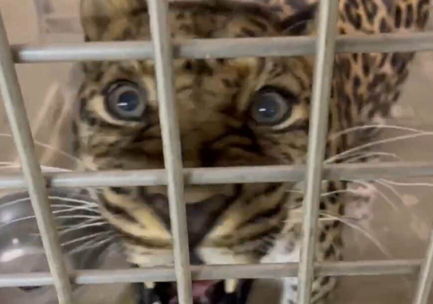 神戸市立王子動物園