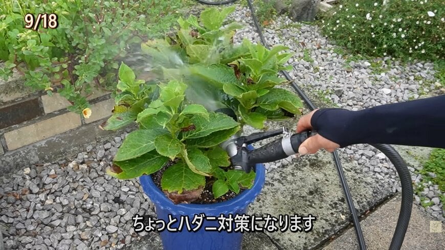 アジサイの水やり 葉ダニ対策