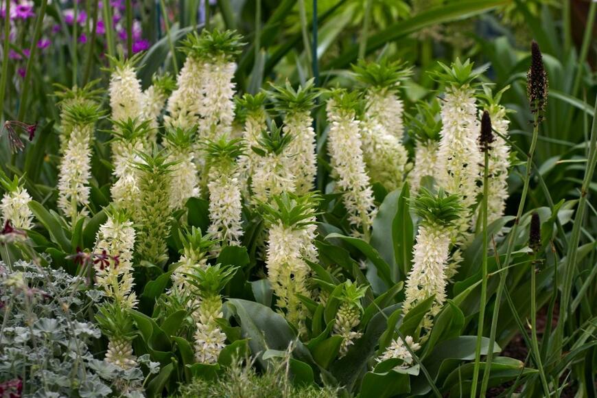 ユーコミスの花。色は白。