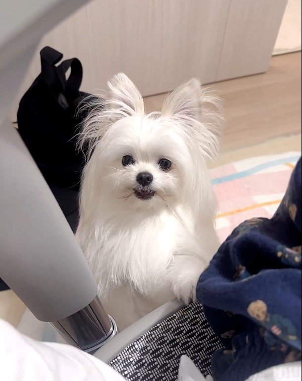 夜食を食べるワンちゃん