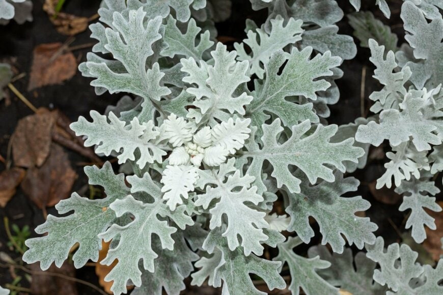 白い産毛に覆われたシロタエギクの葉