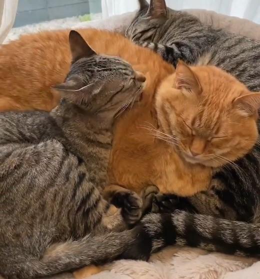 毛づくろいする猫