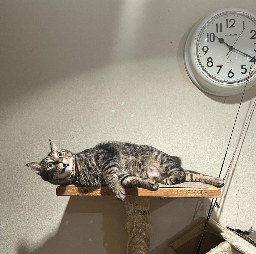 驚きの表情で何かを見つめる猫