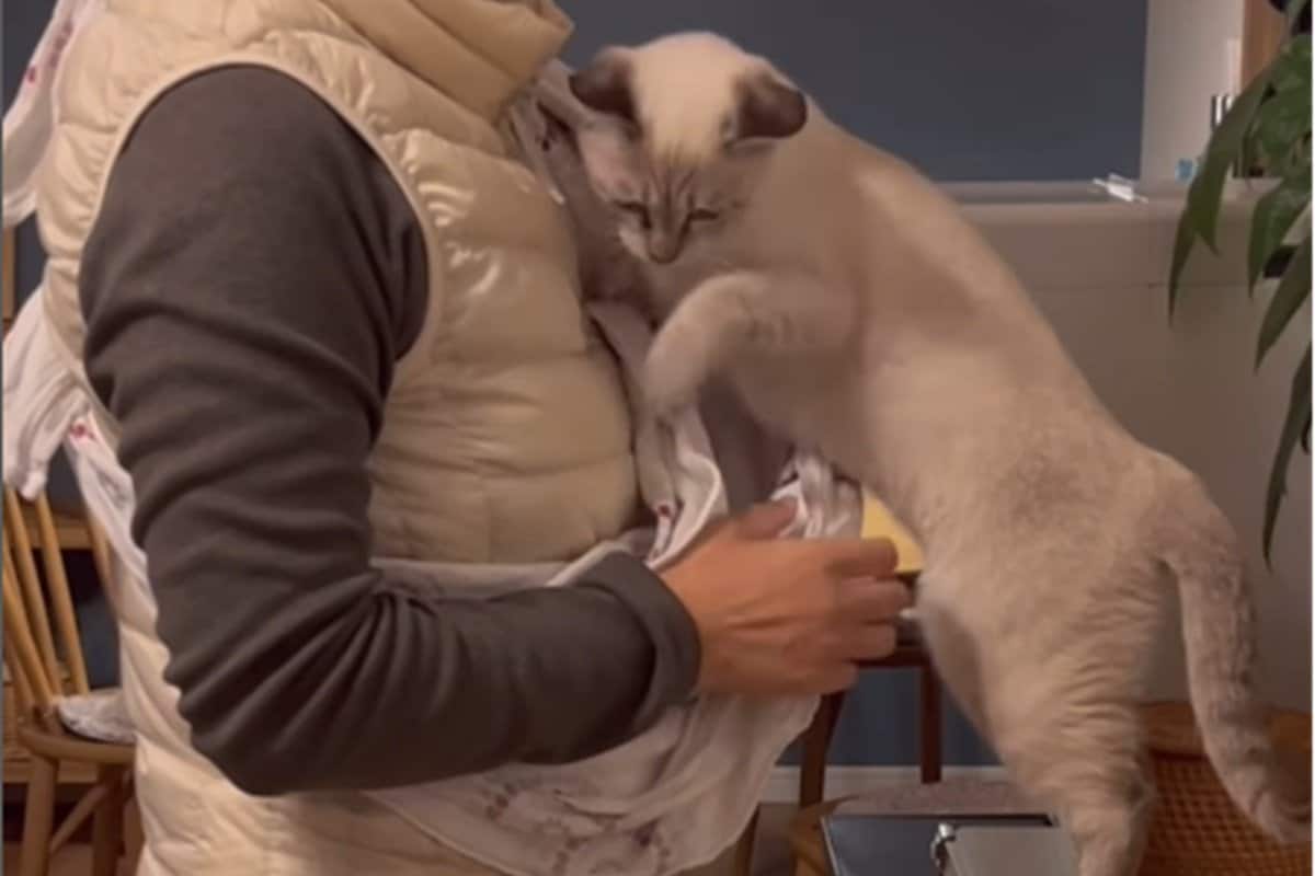 保護猫ちゃん　お幸せに Congratulations! Graduation] How a small life saved by a