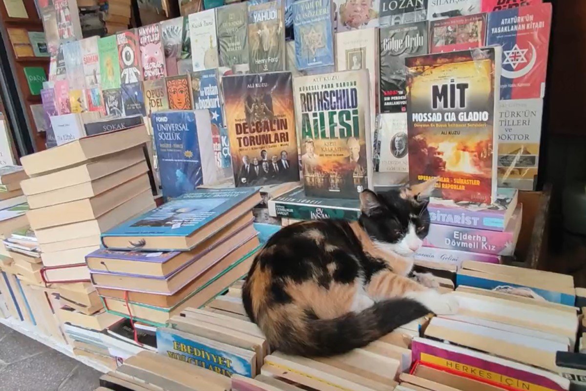 トルコ・イスタンブールで撮影された「書店でくつろぐ猫」 現地では