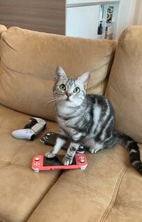 猫と暮らして「減ったもの」　思わず納得の光景に反響