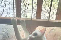 飼い主と犬が帰宅すると、猫が…！思いやり溢れる行動に賞賛の声