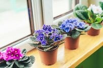 【冬の室内ガーデニング】1鉢置くだけで部屋がおしゃれになる《鉢植えの花》6選＆育て方のコツ