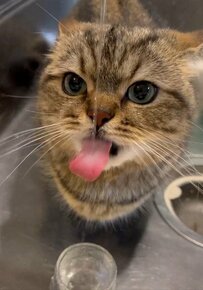 【お水の飲み方がかわいい猫さん】シンクの中で水分補給？！舌を一生懸命に伸ばす姿が可愛い