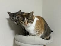 美容室から帰宅した飼い主さん　猫2匹のまさかの対応に3万いいね