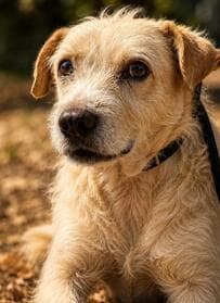 全身に咬み傷を負い「強く怯えた犬」を保護 首の動脈近くにあったしこりを取り除く手術を乗り越え、人への信頼を取り戻す現在の姿に「幸せになって」