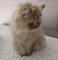 寝起きのチンチラゴールデン、寝ぐせもブラッシング後も可愛すぎると話題