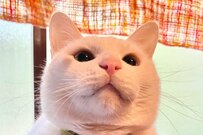 完全に二頭身　ドラえもんみたいな格好のフワフワ猫さんが可愛い