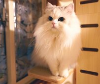 「寝てませんよ」と訴える猫さん、しかし…？『バレバレ』な姿に1.6万いいね