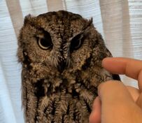 【猫みたいなフクロウ】飼い主さんが大好き！撫で撫でにうっとりするお顔が可愛すぎる