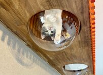 透明ボウルで遊ぶ子猫ちゃんに「ハラハラ」　前と後ろで見守るお兄ちゃん猫たちの優しさにほっこり