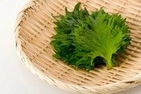 1年前に「1株だけ栽培したシソ」枯れて放置していたら…今年の衝撃の光景に驚き