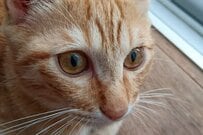 【本当に同じ猫？】美しい顔をした猫が「とんでもない表情」を見せる　思わず二度見してしまう顔に「般若みたい」