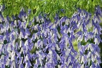 洗濯バサミで作った「藤の花のカーテン」が話題　驚きのクオリティに「本物に見えた」