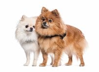 ペットカメラが捉えた「2匹の犬」の様子　じゃれつく弟犬を華麗にスルーする兄犬に「静止画かと思った」
