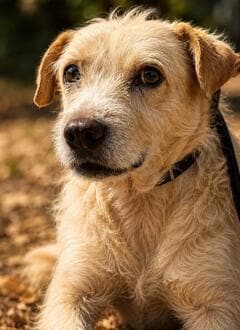 全身に咬み傷を負い「強く怯えた犬」を保護 首の動脈近くにあったしこりを取り除く手術を乗り越え、人への信頼を取り戻す現在の姿に「幸せになって」