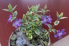 【団地のベランダガーデニング】狭く日当たり悪いベランダOK！今から植える多年草5選