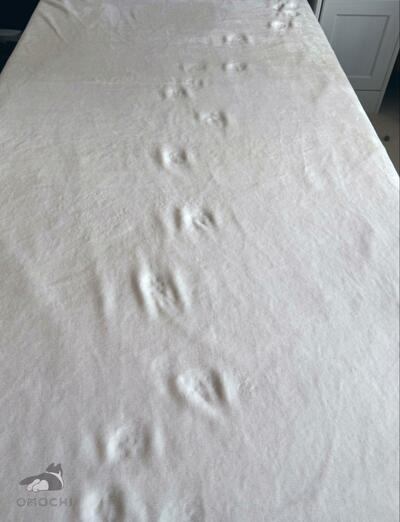 猫の肉球の跡がついている……