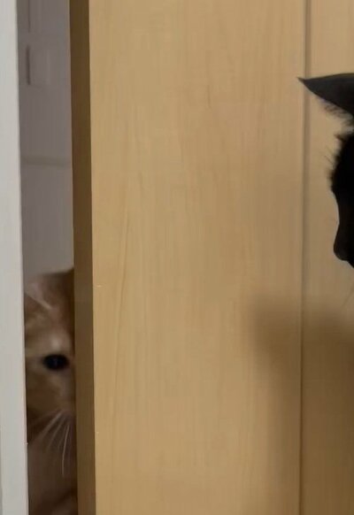 投稿動画のワンシーン