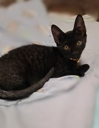 子猫時代のルナちゃん