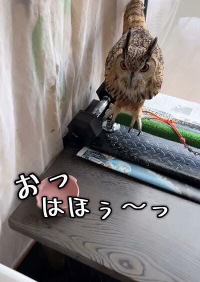 投稿動画のワンシーン