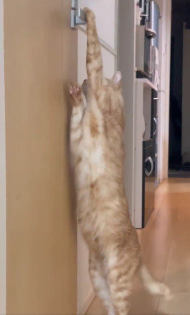 「身体長くて笑っちゃいました」トイレへの侵入を試みる猫のユニークな姿に思わず二度見