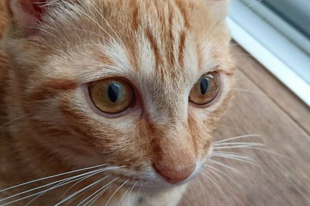 【本当に同じ猫？】美しい顔をした猫が「とんでもない表情」を見せる　思わず二度見してしまう顔に「般若みたい」