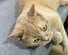「美味しそう！」まるでクロワッサン？ 香ばしいパンのように丸まる猫ちゃんが可愛い