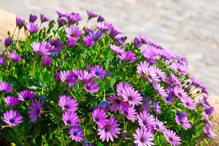 Sodel Vladyslav/shutterstock.com