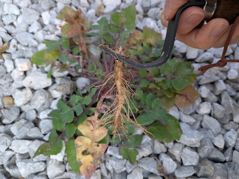 セリア　草抜き