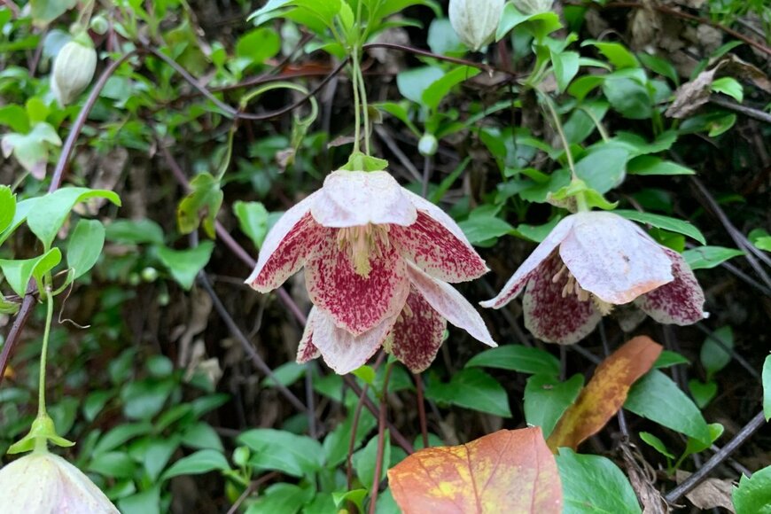 iPlantsman/shutterstock.com