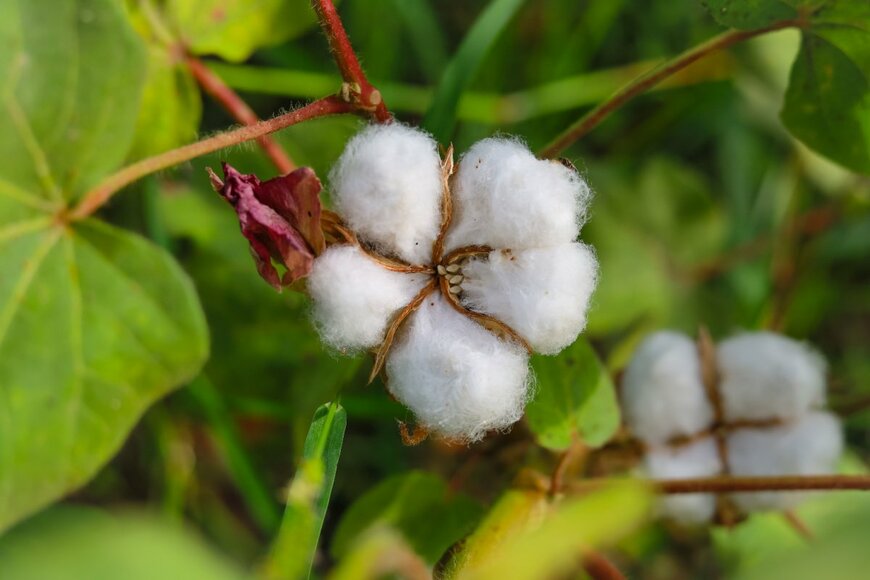 Lahore Qalandars7/shutterstock.com