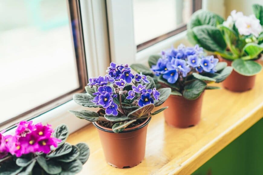 【冬の室内ガーデニング】1鉢置くだけで部屋がおしゃれになる《鉢植えの花》6選＆育て方のコツ