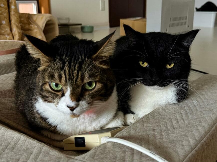 「仲良し猫ちゃんたち」と思いきや…飼い主が明かすまさかの真相に思わず二度見してしまう