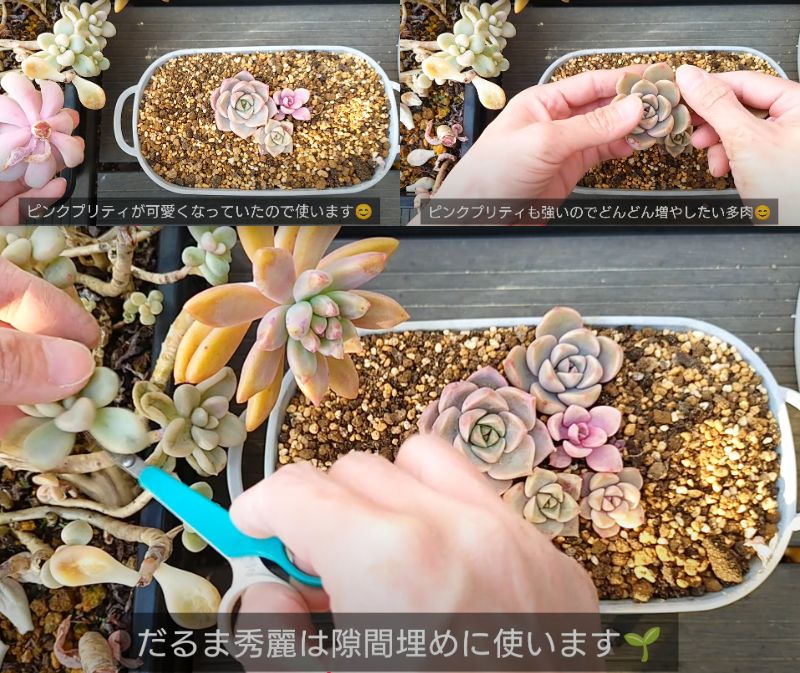 出所：@chachaの多肉事