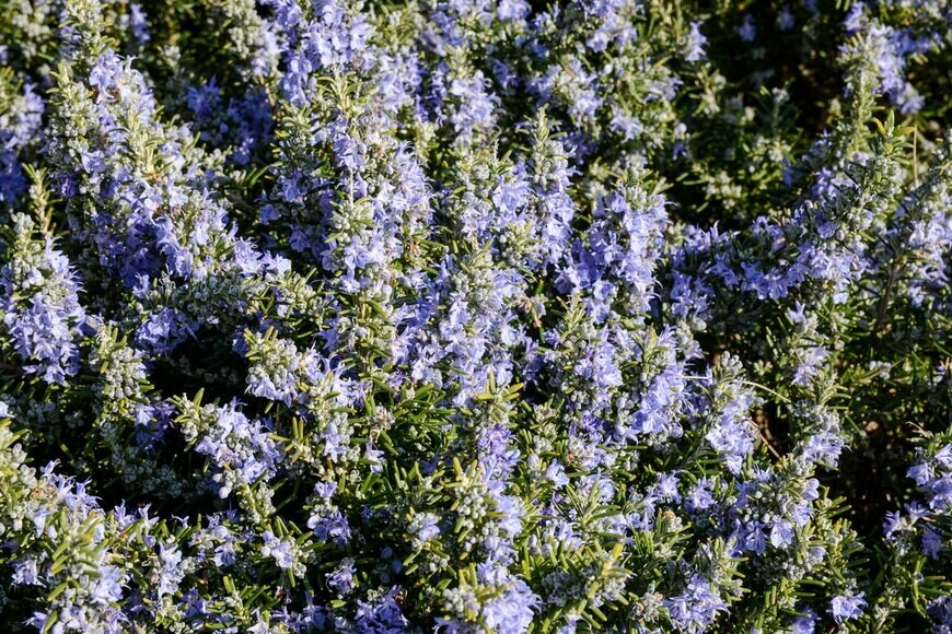 Ajdin Kamber/Shutterstock.com