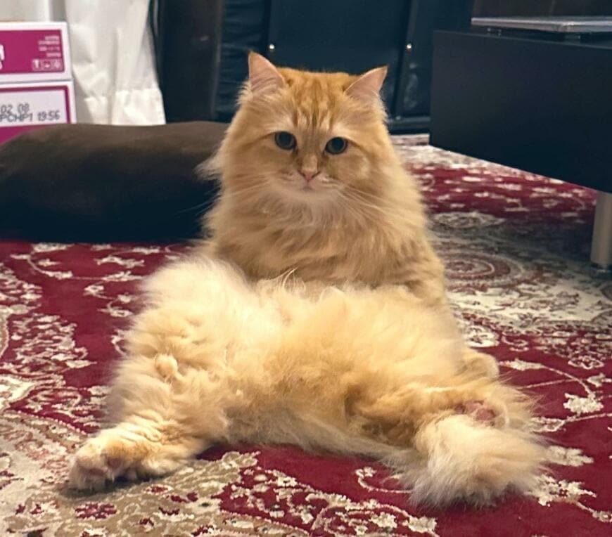 出所：@NEKOLAND13