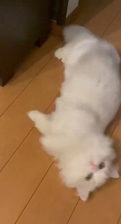 出所：@NEKOLAND13