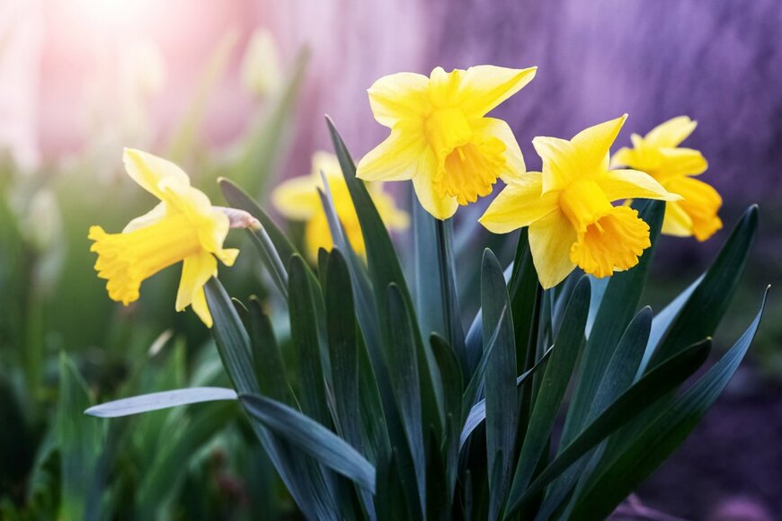 MVolodymyr/shutterstock.com