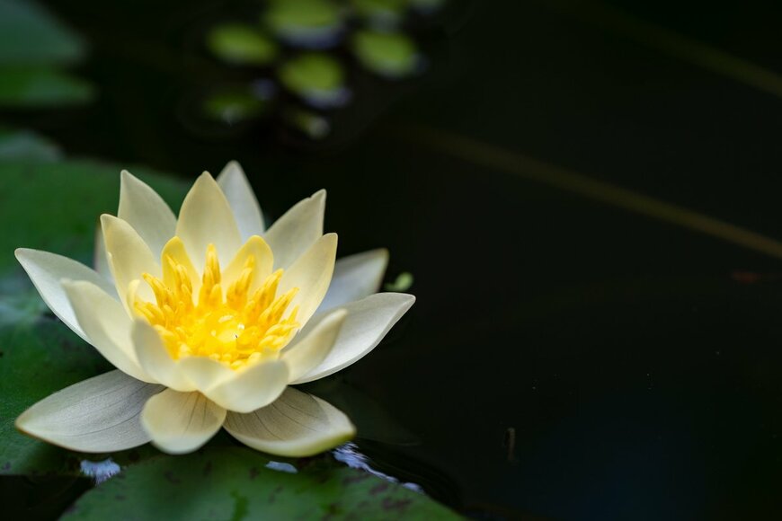 LucyxLiu/Shutterstock.com