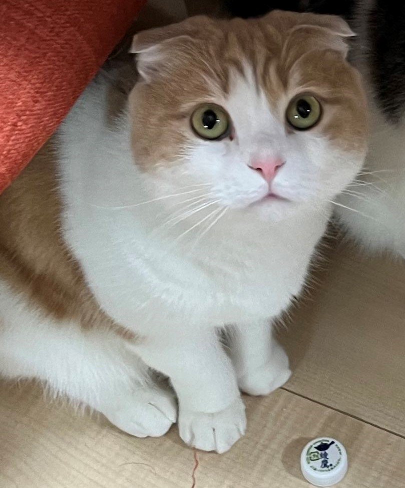 出所：@torotolo106106 